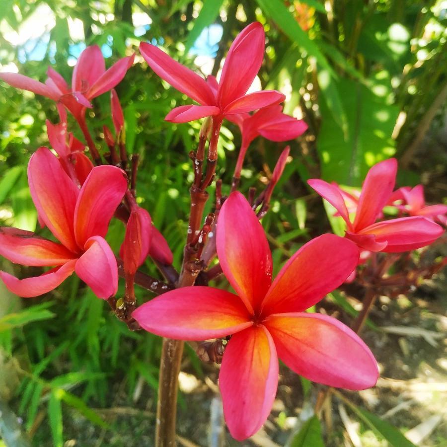 Black Bamboo Puerto Viejo de Talamanca Экстерьер фото